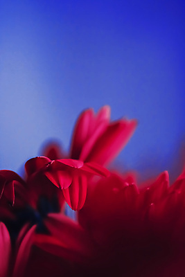 포토 JPG 해외이미지 꽃잎 꽃 근접촬영 사람없음 데이지 파란배경 해외포토 식물 뷰포인트 백그라운드 파란색 파일형식