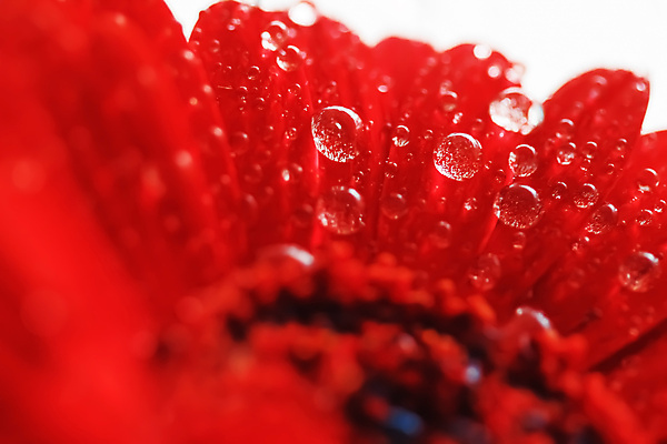 포토 JPG 해외이미지 꽃잎 꽃 근접촬영 사람없음 물방울 이슬 데이지 해외포토 식물 뷰포인트 파일형식