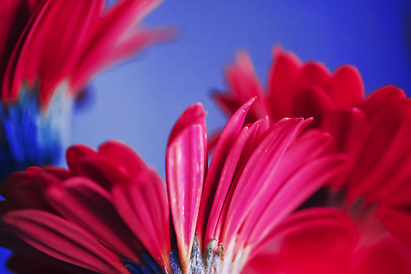 포토 JPG 해외이미지 꽃잎 꽃 근접촬영 사람없음 데이지 파란배경 해외포토 식물 뷰포인트 백그라운드 파란색 파일형식