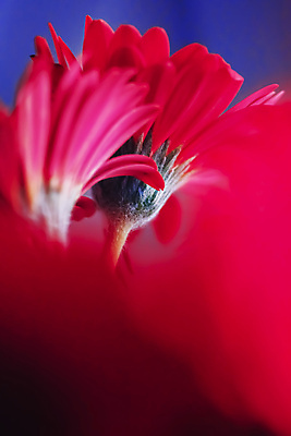 포토 JPG 해외이미지 꽃잎 꽃 근접촬영 사람없음 데이지 파란배경 해외포토 식물 뷰포인트 백그라운드 파란색 파일형식