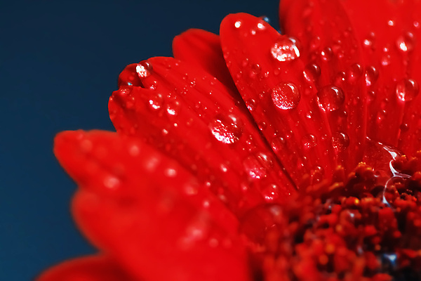 포토 JPG 해외이미지 꽃잎 꽃 근접촬영 사람없음 물방울 이슬 데이지 해외포토 식물 뷰포인트 파일형식