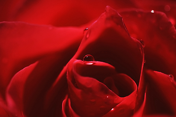 포토 JPG 해외이미지 꽃잎 꽃 근접촬영 사람없음 장미 물방울 이슬 해외포토 식물 뷰포인트 파일형식