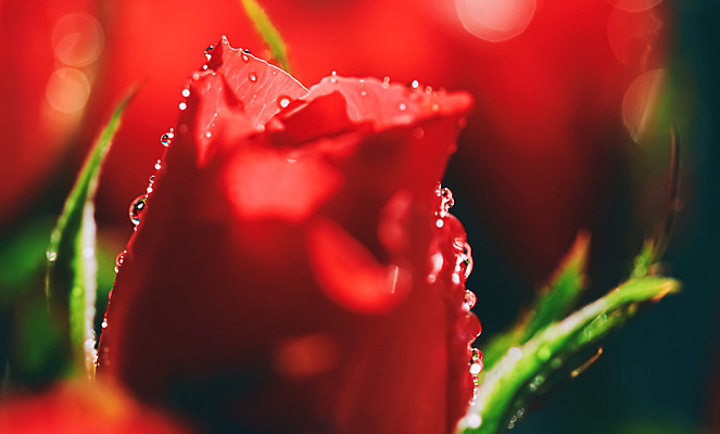 포토 JPG 해외이미지 꽃잎 꽃 근접촬영 사람없음 장미 이슬 해외포토 식물 뷰포인트 파일형식