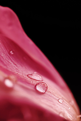 포토 JPG 해외이미지 꽃잎 꽃 근접촬영 사람없음 튤립 물방울 이슬 해외포토 식물 뷰포인트 파일형식