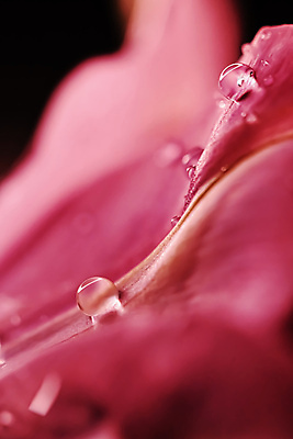 포토 JPG 해외이미지 꽃잎 꽃 근접촬영 사람없음 튤립 물방울 이슬 해외포토 식물 뷰포인트 파일형식