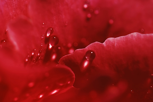 포토 JPG 해외이미지 꽃잎 꽃 근접촬영 사람없음 장미 물방울 이슬 해외포토 식물 뷰포인트 파일형식