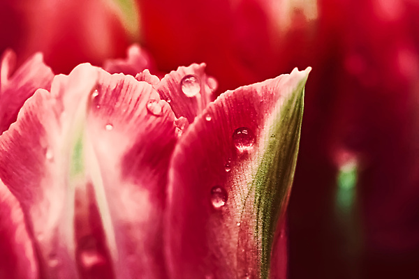 포토 JPG 해외이미지 꽃잎 꽃 근접촬영 사람없음 튤립 물방울 이슬 해외포토 식물 뷰포인트 파일형식