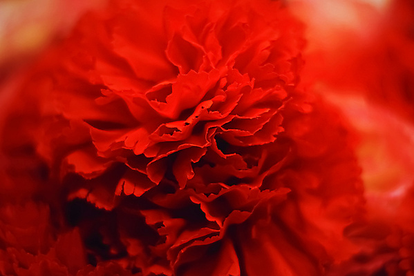 포토 JPG 해외이미지 꽃잎 꽃 근접촬영 사람없음 카네이션 해외포토 식물 뷰포인트 파일형식