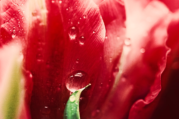 포토 JPG 해외이미지 꽃잎 꽃 근접촬영 사람없음 튤립 물방울 이슬 해외포토 식물 뷰포인트 파일형식