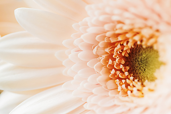 포토 JPG 해외이미지 꽃잎 꽃 근접촬영 사람없음 데이지 해외포토 식물 뷰포인트 파일형식