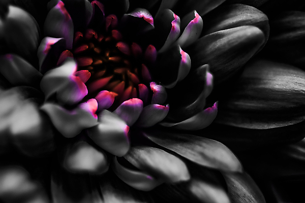 포토 JPG 해외이미지 꽃잎 꽃 근접촬영 사람없음 검은색 데이지 해외포토 식물 뷰포인트 컬러 파일형식