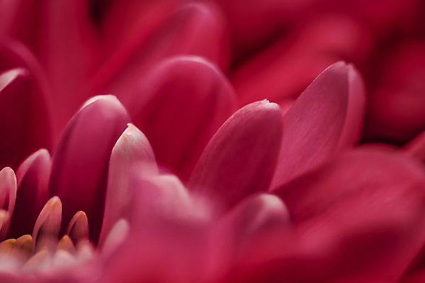 포토 JPG 해외이미지 꽃잎 꽃 근접촬영 사람없음 데이지 해외포토 식물 뷰포인트 파일형식