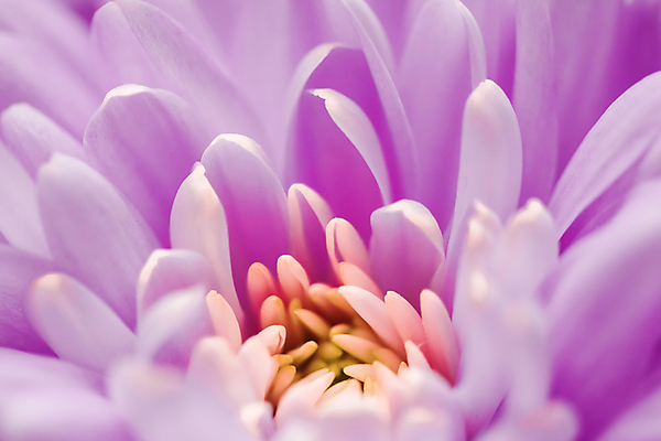 포토 JPG 해외이미지 꽃잎 꽃 근접촬영 사람없음 데이지 해외포토 식물 뷰포인트 파일형식