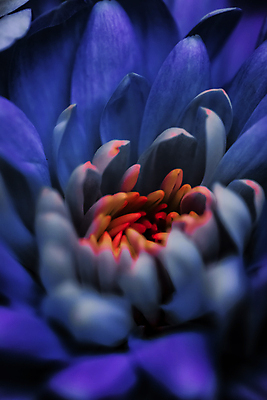 포토 JPG 해외이미지 꽃잎 꽃 근접촬영 사람없음 데이지 해외포토 식물 뷰포인트 파일형식