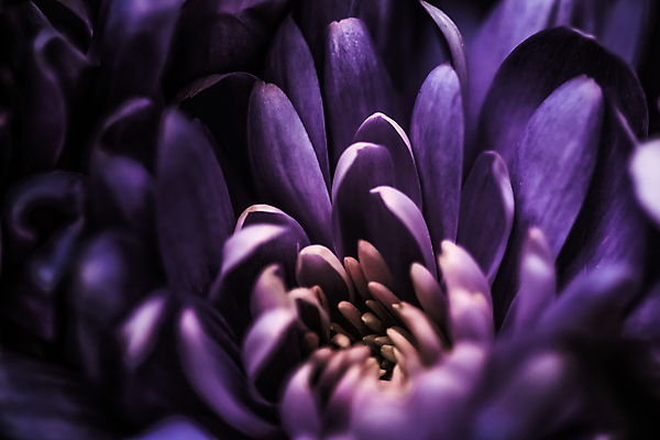 포토 JPG 해외이미지 꽃잎 꽃 근접촬영 사람없음 데이지 해외포토 식물 뷰포인트 파일형식