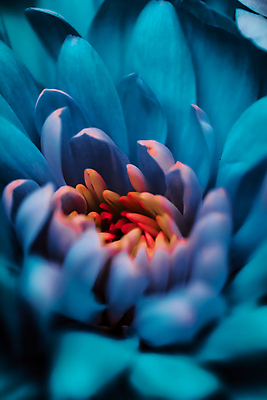 포토 JPG 해외이미지 꽃잎 꽃 근접촬영 사람없음 데이지 해외포토 식물 뷰포인트 파일형식