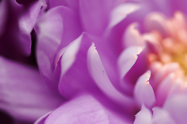 포토 JPG 해외이미지 꽃잎 꽃 근접촬영 사람없음 데이지 해외포토 식물 뷰포인트 파일형식