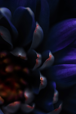 포토 JPG 해외이미지 꽃잎 꽃 근접촬영 사람없음 데이지 해외포토 식물 뷰포인트 파일형식