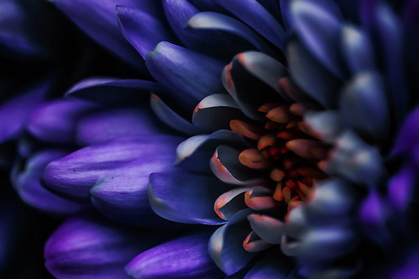 포토 JPG 해외이미지 꽃잎 꽃 근접촬영 사람없음 데이지 해외포토 식물 뷰포인트 파일형식