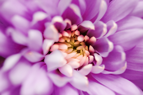 포토 JPG 해외이미지 꽃잎 꽃 근접촬영 사람없음 데이지 해외포토 식물 뷰포인트 파일형식