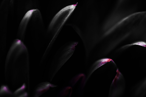 포토 JPG 해외이미지 꽃잎 꽃 근접촬영 사람없음 검은색 데이지 해외포토 식물 뷰포인트 컬러 파일형식