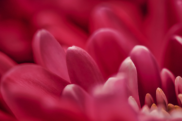 포토 JPG 해외이미지 꽃잎 꽃 근접촬영 사람없음 데이지 해외포토 식물 뷰포인트 파일형식