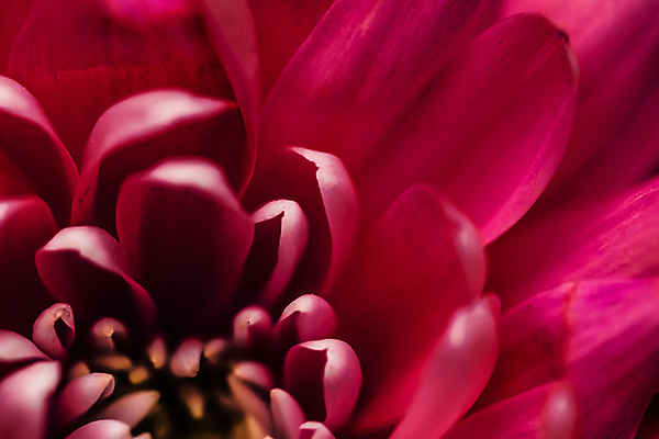 포토 JPG 해외이미지 꽃잎 꽃 근접촬영 사람없음 데이지 해외포토 식물 뷰포인트 파일형식