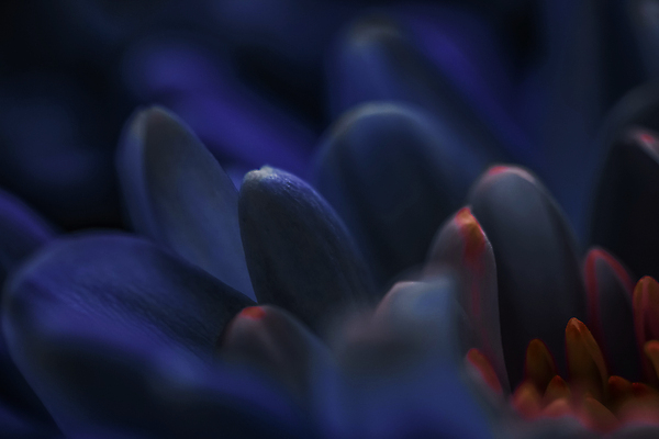 포토 JPG 해외이미지 꽃잎 꽃 근접촬영 사람없음 데이지 해외포토 식물 뷰포인트 파일형식