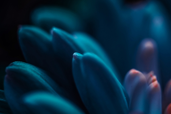 포토 JPG 해외이미지 꽃잎 꽃 근접촬영 사람없음 데이지 해외포토 식물 뷰포인트 파일형식