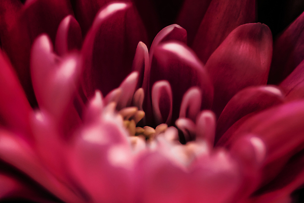 포토 JPG 해외이미지 꽃잎 꽃 근접촬영 사람없음 데이지 해외포토 식물 뷰포인트 파일형식