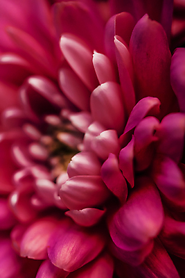 포토 JPG 해외이미지 꽃잎 꽃 근접촬영 사람없음 데이지 해외포토 식물 뷰포인트 파일형식