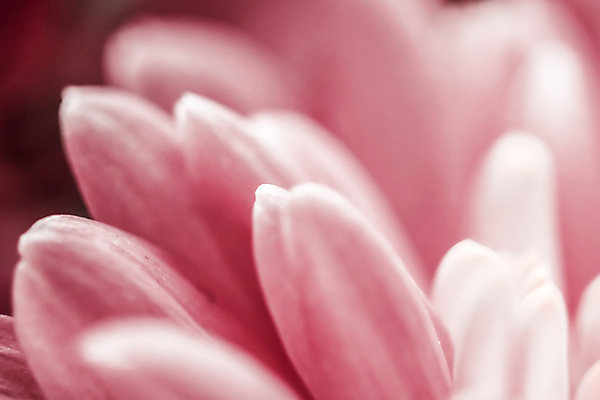 포토 JPG 해외이미지 꽃잎 꽃 근접촬영 사람없음 데이지 해외포토 식물 뷰포인트 파일형식