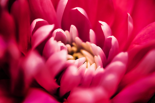 포토 JPG 해외이미지 꽃잎 꽃 근접촬영 사람없음 데이지 해외포토 식물 뷰포인트 파일형식