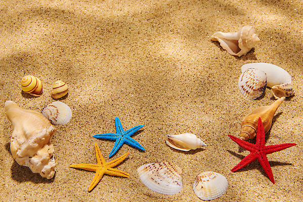 포토 JPG 스튜디오촬영 모래 불가사리 실내 물그림자 사람없음 여름 갈색 조개껍데기 소라 감성 몽환 국내포토 계절 컬러 컨셉 조개 어패류 극피동물 그림자 내부 파일형식