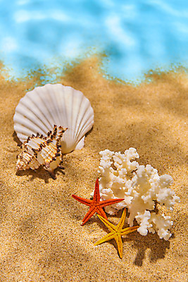 포토 JPG 스튜디오촬영 물결 모래 불가사리 실내 물그림자 사람없음 여름 갈색 조개껍데기 산호 소라 감성 몽환 국내포토 계절 컬러 컨셉 조개 어패류 극피동물 그림자 내부 자포동물 파일형식