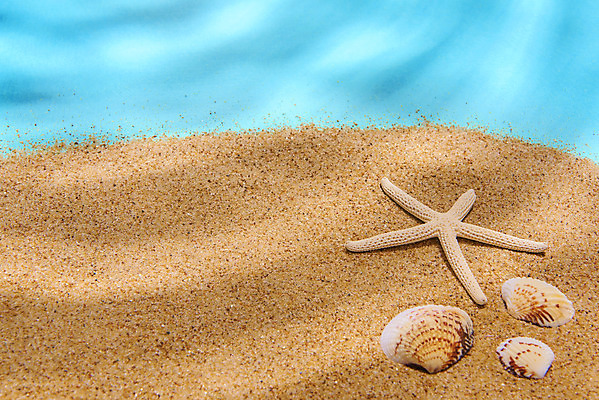 포토 JPG 스튜디오촬영 물결 모래 불가사리 실내 물그림자 사람없음 여름 갈색 조개껍데기 감성 몽환 국내포토 계절 컬러 컨셉 조개 극피동물 그림자 내부 파일형식