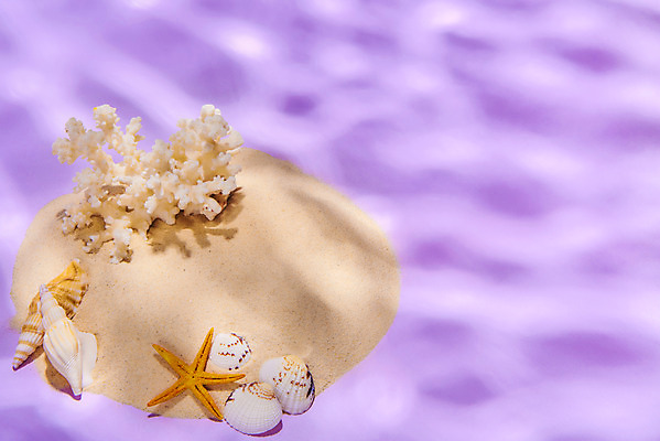 포토 JPG 스튜디오촬영 물결 모래 분홍색 불가사리 실내 물그림자 사람없음 여름 조개껍데기 산호 소라 감성 몽환 국내포토 계절 컬러 컨셉 조개 어패류 극피동물 그림자 내부 자포동물 파일형식