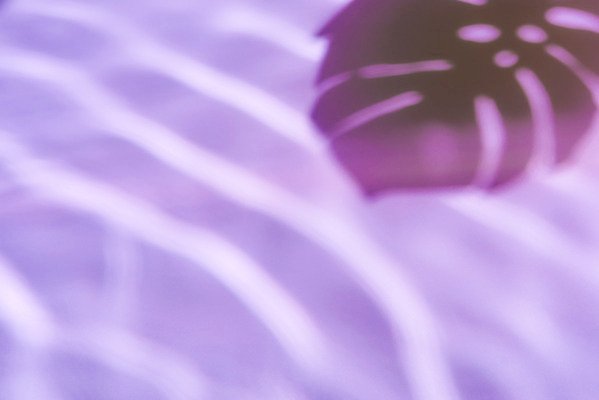 포토 JPG 스튜디오촬영 물결 실내 물그림자 그림자 사람없음 여름 하이앵글 보라색 감성 몬스테라 몽환 국내포토 식물 계절 뷰포인트 컬러 컨셉 내부 파일형식