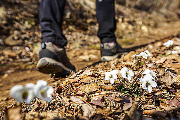 포토 JPG 주간 꽃 한명 사람 풍경 야외 옆모습 아웃포커스 걷기 등산 트래킹 하반신 소프트포커스 전라남도 등산화 산행 해남 국내여행 달마산 국내포토 자연요소 식물 1 뷰포인트 여행 신발 모션 레저 산 촬영기법 전라도 등산용품 파일형식