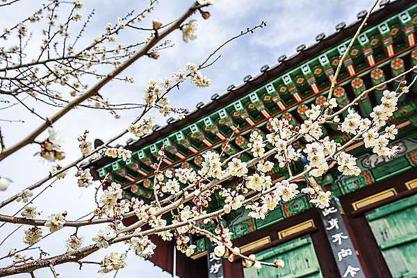 포토 JPG 주간 한국전통 로우앵글 하늘 풍경 사람없음 야외 봄 나뭇가지 사찰 전라남도 매화 해남 국내여행 미황사 국내포토 자연요소 나무 전통 계절 꽃 뷰포인트 여행 종교건축 한국 전라도 파일형식