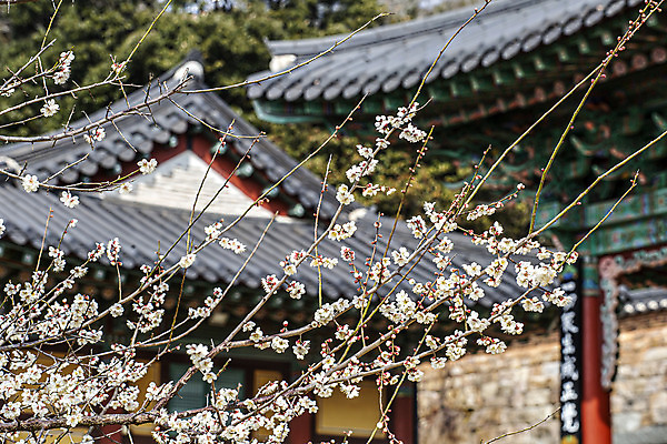 포토 JPG 주간 한국전통 풍경 사람없음 야외 봄 나뭇가지 사찰 전라남도 매화 해남 국내여행 미황사 국내포토 자연요소 나무 전통 계절 꽃 여행 종교건축 한국 전라도 파일형식