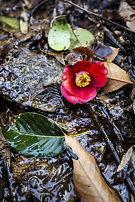 포토 JPG 주간 자연 나뭇잎 풍경 사람없음 야외 물 봄 젖음 전라남도 동백 해남 국내여행 달마산 국내포토 자연요소 계절 꽃 여행 잎 산 전라도 생태계 파일형식