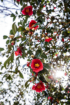 포토 JPG 주간 로우앵글 자연 나뭇잎 풍경 사람없음 야외 아웃포커스 햇빛 봄 전라남도 동백 해남 국내여행 동백나무 달마산 국내포토 자연요소 나무 계절 꽃 뷰포인트 여행 잎 산 촬영기법 태양 전라도 생태계 파일형식