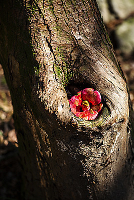 포토 JPG 주간 나무 자연 풍경 사람없음 야외 아웃포커스 봄 전라남도 동백 해남 국내여행 달마산 국내포토 자연요소 식물 계절 꽃 여행 산 촬영기법 전라도 생태계 파일형식