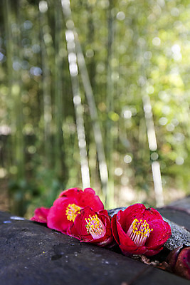 포토 JPG 주간 풍경 사람없음 야외 아웃포커스 봄 전라남도 동백 해남 국내여행 국내포토 자연요소 계절 꽃 여행 촬영기법 전라도 파일형식