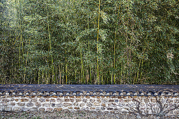 포토 JPG 주간 유적지 풍경 사람없음 야외 전라남도 대나무 대나무숲 해남 국내여행 기와담장 국내포토 자연요소 나무 여행 고건축 기와 담장 숲 전라도 파일형식