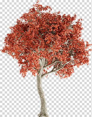 편집 편집이미지 단풍 단풍나무 누끼 사람없음 3D소스 3D 가을 디지털합성 PNG 편집소스 나무 계절 잎 파일형식