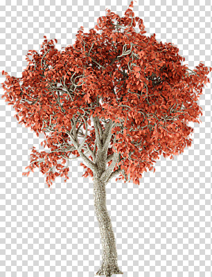 편집 편집이미지 단풍 단풍나무 누끼 사람없음 3D소스 3D 가을 디지털합성 PNG 편집소스 나무 계절 잎 파일형식