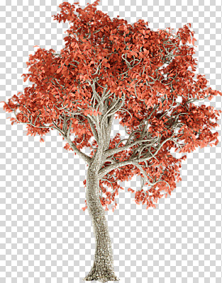 편집 편집이미지 단풍 단풍나무 누끼 사람없음 3D소스 3D 가을 디지털합성 PNG 편집소스 나무 계절 잎 파일형식