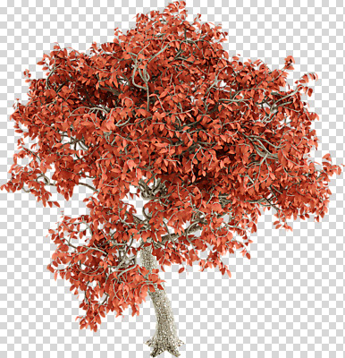 편집 편집이미지 단풍 단풍나무 누끼 사람없음 3D소스 3D 가을 디지털합성 PNG 편집소스 나무 계절 잎 파일형식